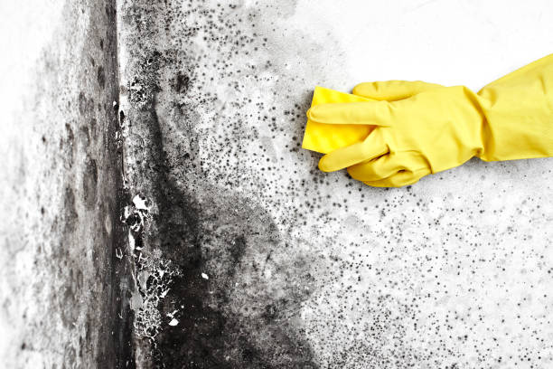 Best Commercial Mold Removal  in Old Town, ME