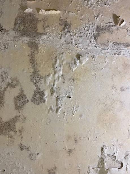 Best Certified Mold Removal  in Old Town, ME