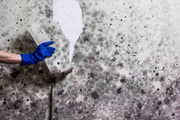 Old Town, ME Mold Removal Company