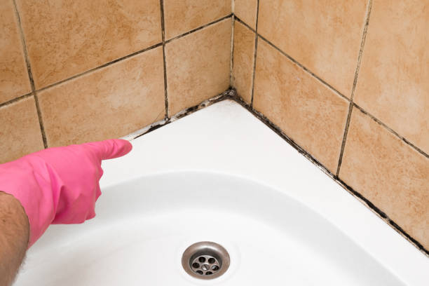 Best Mold Remediation Experts  in Old Town, ME