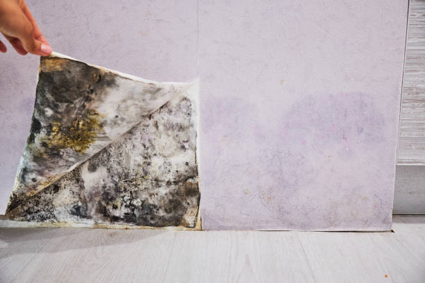 Mold Testing and Removal in Old Town, ME